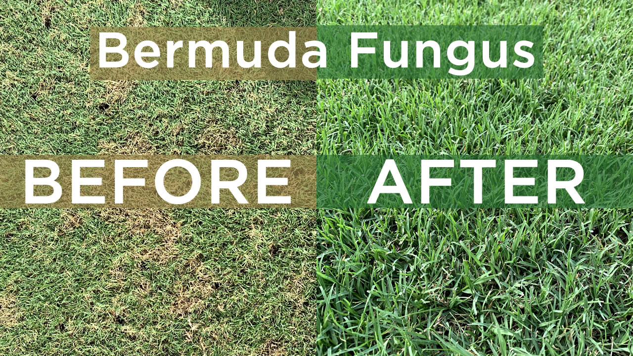 Bermuda Lawn Fungus Control & Cure: Dollar Spot / Brown Patch (S1E18)