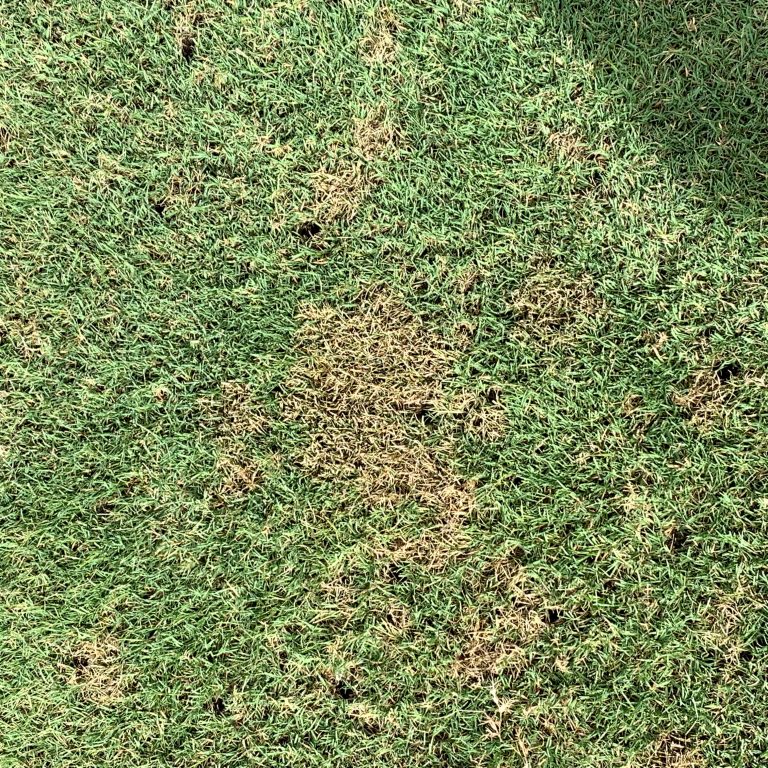 Bermuda Lawn Fungus Control & Cure: Dollar Spot / Brown Patch (S1E18)